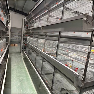 Poulailler commercial pour 1000 poules pondeuses avec système d'alimentation et de collecte d'œufs automatiques - Product Image 5