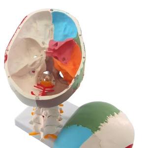 Modèle <span class=keywords><strong>de</strong></span> crâne coloré avec vertèbre cervicale, modèle <span class=keywords><strong>de</strong></span> crâne humain avec vertèbre cervicale - Product Image 4