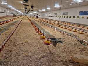 Compre Comederos y <span class=keywords><strong>Bebederos</strong></span> Automáticos <span class=keywords><strong>para</strong></span> Aves de Corral, Equipo de Granja <span class=keywords><strong>para</strong></span> una Alimentación Eficiente de Pollos - Product Image 2