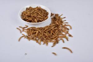 Vente <span class=keywords><strong>de</strong></span> gros Ver à <span class=keywords><strong>farine</strong></span> séchée riche en protéines - Product Image 5