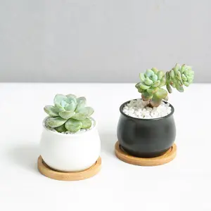 New succulent flower pots green potted plants black and white round belly-shaped indoor ceramic small flowerpots