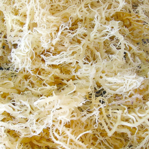 EUCHEUMA ALGODÓN-FRESCO CRUDO-100% - Product Image 1