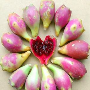 Pó Natural de Fruta de Cacto Opuntia Ficus-indica Extrato em Pó de Fruta de Cacto - Product Image 3