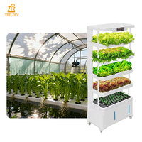 Ferme hydroponique pour légumes de salade, cultures de fraises fraîches, usine de culture hydroponique pour laitues et légumes à feuilles vertes