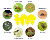 Pièges personnalisés irréguliers et durables, lutte antiparasitaire adaptable pour collections de plantes
