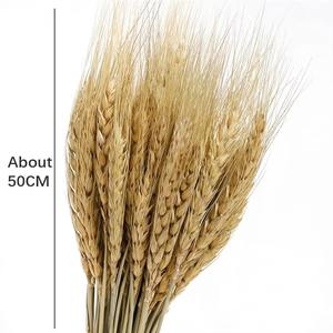 Haute qualité fleur naturelle séchée <span class=keywords><strong>orge</strong></span> fleur <span class=keywords><strong>blé</strong></span> <span class=keywords><strong>d</strong></span>écoration Bouquet Arrangement séché oreille <span class=keywords><strong>de</strong></span> <span class=keywords><strong>blé</strong></span> - Product Image 5