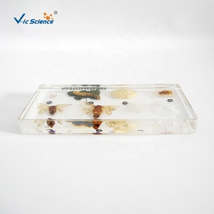 Historia de vida del gusano de la seda, instrumentos científicos para la enseñanza de biología - Product Image 4