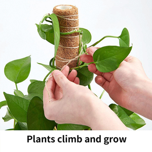Bâtons <span class=keywords><strong>de</strong></span> coco écologiques pour plantes d'intérieur – Système <span class=keywords><strong>de</strong></span> support naturel pour la culture <span class=keywords><strong>de</strong></span> légumes – Blocs <span class=keywords><strong>de</strong></span> fibres <span class=keywords><strong>de</strong></span> coco – Tailles personnalisables - Product Image 3