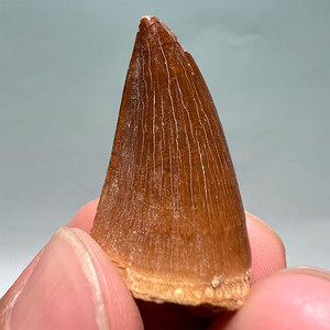Dent authentique de Mosasaur - Dents de dinosaure marin préhistorique, spécimen réel de <span class=keywords><strong>taille</strong></span> humaine avec matrice pour l'éducation - Product Image 1
