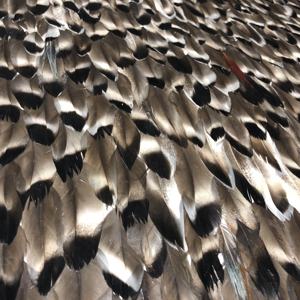 Matériau naturel noir et blanc, <span class=keywords><strong>papier</strong></span> <span class=keywords><strong>peint</strong></span> <span class=keywords><strong>de</strong></span> luxe en plumes <span class=keywords><strong>de</strong></span> <span class=keywords><strong>paon</strong></span> pour la décoration murale <span class=keywords><strong>de</strong></span> la maison - Product Image 1