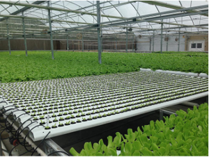 <span class=keywords><strong>Serre</strong></span> à cadre en <span class=keywords><strong>A</strong></span> pour la culture hydroponique de légumes, de laitues et de salades, système de canaux en PVC NFT - Product Image 5