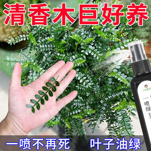 Solution nutritive universelle verte en spray Eight Old Heads One Spray Green 100ml sans dilution pour plantes - Product Image 3