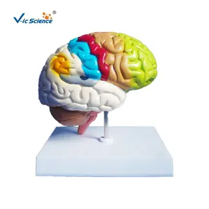 Anatomisches Modell des menschlichen Gehirns Anatomische Modelle des Gehirns für die Ausbildung der medizinischen Fakultät