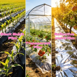 Premium Quality Single Layer Large Black and Silver PE UV Treated Mulch Film <strong>for</strong> Vegetable <strong>Greenhouses</strong> - Product Image 4