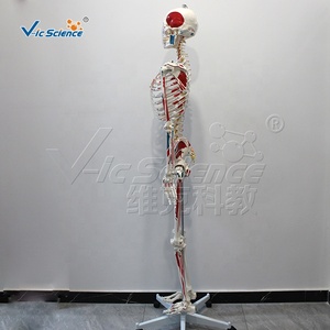 Modelo de Esqueleto Humano de 170 cm con Marcas de Origen e Inserción Muscular, Modelo de Anatomía Ósea de Cuerpo Completo para Enseñanza Médica - Product Image 2