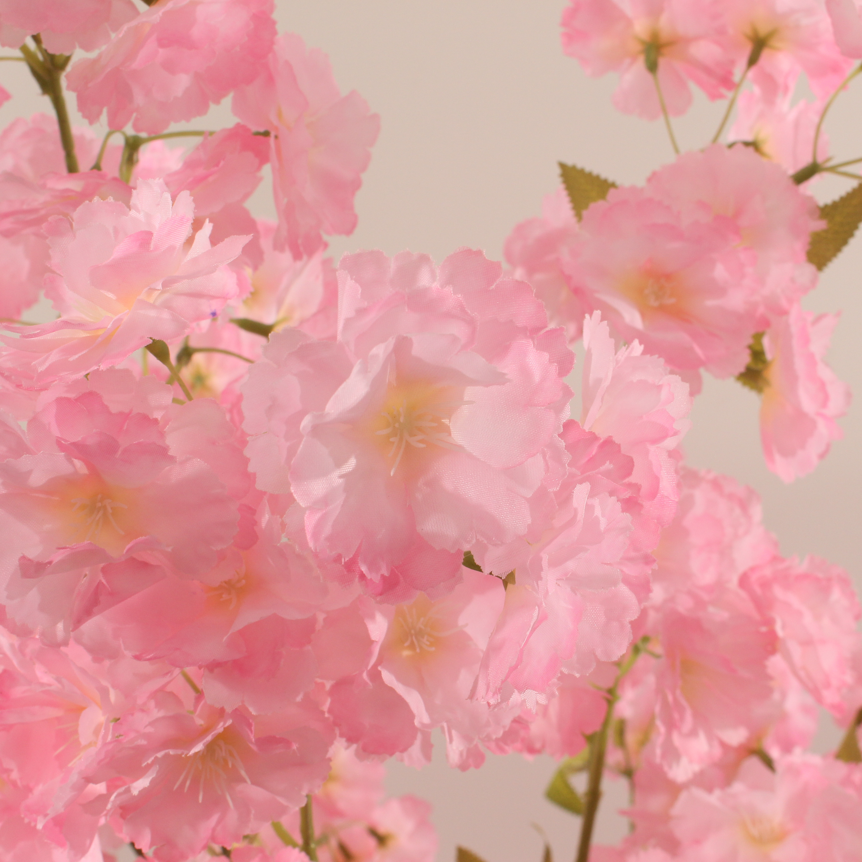 cherry blossom tree poster