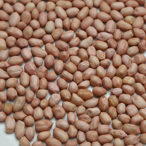 Cacahuetes indios Cacahuetes crudos para bocadillos de aceite Exportación Productos agrícolas de cacahuetes sin cáscara natural - Product Image 1