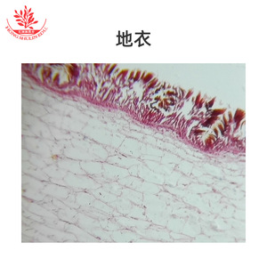 Lames de microscope bactériologiques, structure de laboratoire claire et typique, standard universitaire, kit de champignons biologiques, enseignement supérieur - Product Image 1