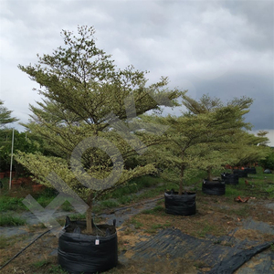HOKBG Offre Spéciale 20 Gallon 80 Litres sac de culture pour arbre planteur sac pépinière sac de culture pour Terminalia neotaliala arbre - Product Image 5