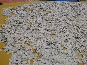 CHAUD ! !! CHAUD ! !! Os de seiche séché de haute qualité 100% naturel du Vietnam - Product Image 5