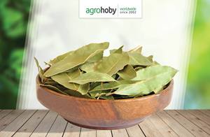Hojas de Laurel Turcas de Grado AA, Recogidas a Mano, Naturales y Secas, Proveedor de Fábrica de Especias de Hierbas Aromáticas, Empaque en Fardos de 5-10 cm - Product Image 5