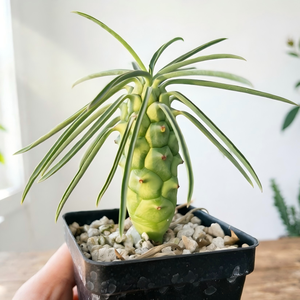 [Euphorbia Clava] Suculenta del Desierto, Venta al por Mayor, Certificada, Espécimen Raro de Caudex, Plantas de Interior, Forma de Caudex Única, Raíces Saludables - Product Image 1