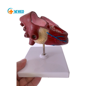Modelo de anatomía visceral Animal para enseñar a perros, <span class=keywords><strong>Dirofilaria</strong></span> visceral patológica Immitis, modelo anatómico de corazón de perro - Product Image 1