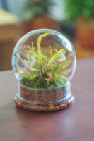 Vidrio de cabeza redonda Cloche Acrílico Cloche Cúpula Terrario Vidrio para reptiles