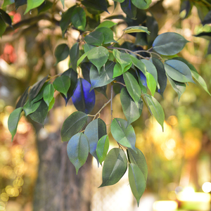 เบนจามินาไฟเบอร์กลาสประดิษฐ์จากโรงงาน OEM 7ม. ใบเหมือนจริงเกรดเชิงพาณิชย์ทนรังสียูวีที่กำหนดเองได้ - Product Image 3