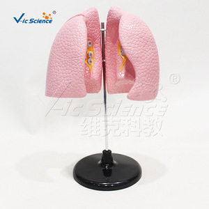 4. Modèle d'anatomie pulmonaire détachable, modèle pédagogique du système respiratoire, équipement pédagogique de laboratoire - Product Image 1