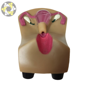 Simulador de entrenamiento de útero DIU modelo educativo de ciencia médica con Anatomía de ovario para anticonceptivo Intrauterino - Product Image 5