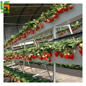 Kit completo per serra in vetro con sistema idroponico fragola per uso agricolo - Product Image 6