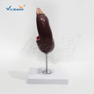 Model anatomi Ginjal manusia PVC dasar untuk pelatihan sains medis untuk sekolah dan rumah sakit - Product Image 6