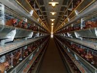 Cage à poulets verticale haute densité à structure en H, équipement commercial pour élevages de poulets de chair de grande envergure
