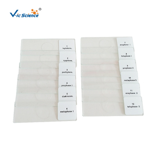 Preparaciones de <span class=keywords><strong>Microscopio</strong></span> de Meiosis de Antherófilo de <span class=keywords><strong>Cebolla</strong></span>, 12 Piezas, Preparaciones de Botánica para <span class=keywords><strong>Microscopio</strong></span> - Product Image 2