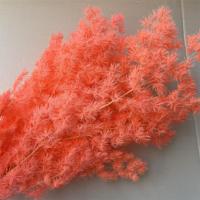Décoration de mariage, fleurs de pin de Penglai conservées, fleurs d'asperge éternelles pour la décoration de la maison