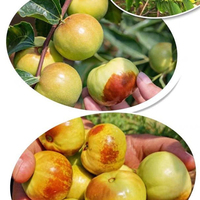 Groothandel ontpitte gevriesdroogde jujubes van de oorsprong, OEM ondersteund
