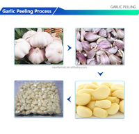 Ligne de production de pelage d'ail en acier inoxydable de qualité alimentaire avec fonction de tri chromatique pour l'usine de transformation des légumes