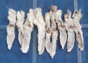 Commercio all'ingrosso della fabbrica di agnello di coniglio cibo per animali domestici etichetta privata orecchio di coniglio naturale cane gatto snack sano cibo secco per cani - Product Image 5