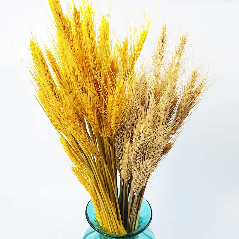 Aleros de trigo secos de fábrica, manojos naturales de espiga de grano de trigo, flores, hierba seca, arreglo artesanal
