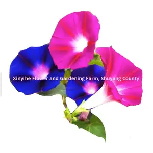 Grote Morning Glory Zaden Olie Klimplant Hangende Balkon Patio Hekwerk Internet Hit Hot Item - Product Image 5