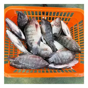 حزمة سائبة سعة 10 كجم سمك التالابيا الأسود المجمد سمك التالابيا المستدير بالكامل مزارع الأسماك الطازجة