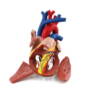 Высококачественная Модель <span class=keywords><strong>3D</strong></span> анатомического человеческого сердца, 5 раз в жизни - Product Image 6