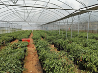 Serre multispan à bas prix pour légumes Serre agricole rentable de qualité supérieure Serre personnalisée à vendre