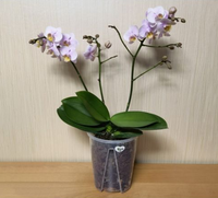 Fournitures de jardin, pot à orchidées transparent en plastique respirant à fentes, pas cher, pour plantes d'intérieur