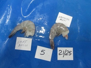 กุ้งVannameiแช่แข็งจากอินเดีย - Product Image 5