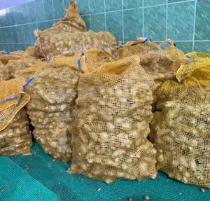 ขิงออร์แกนิกธรรมชาติจากประเทศเวียดนามที่มีสีสดใสและมีความร้อนอ่อนสำหรับชงชาและสมุนไพร - Product Image 3