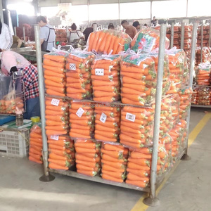 Carottes fraîches biologiques <span class=keywords><strong>de</strong></span> l'usine <span class=keywords><strong>de</strong></span> Chine fabricant utilisé pour <span class=keywords><strong>la</strong></span> <span class=keywords><strong>culture</strong></span> des aliments - Product Image 6