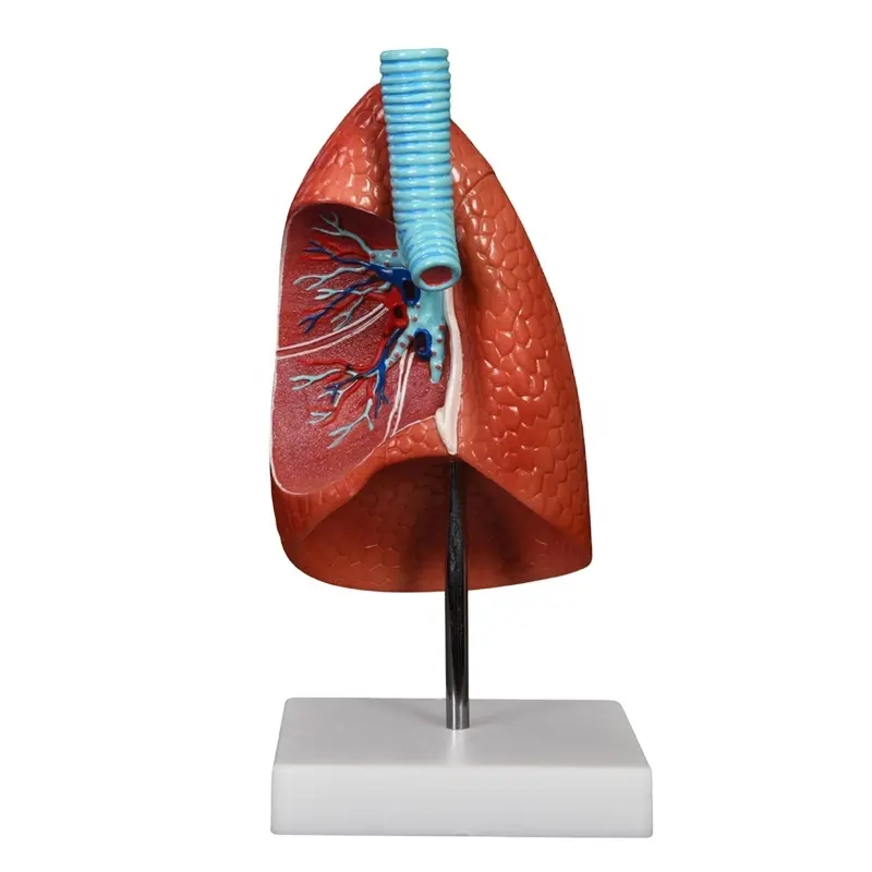 DARHMMY Lung Medical Anatomical Model 1 Part Human Lung Section Model For Medical School