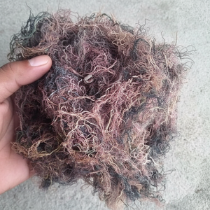 MEILLEURE QUALITÉ-MEILLEUR PRIX GRACILARIA SÉCHÉ ALGUES/GRACILARIA-SEAWEED DU VIET NAM - Product Image 1